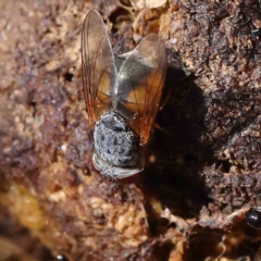 Calliphora augur (Lesser brown or Blue-bodied blowfly) at Dryandra St Woodland - 31 Jan 2023 by ConBoekel