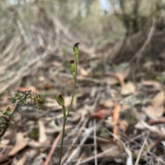 Speculantha rubescens (Blushing Tiny Greenhood) at Aranda, ACT - 2 Apr 2023 by dgb900