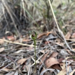 Speculantha rubescens at Aranda, ACT - suppressed