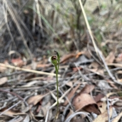 Speculantha rubescens at Aranda, ACT - 3 Apr 2023