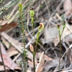 Speculantha rubescens at Aranda, ACT - 3 Apr 2023