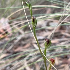 Speculantha rubescens at Aranda, ACT - suppressed