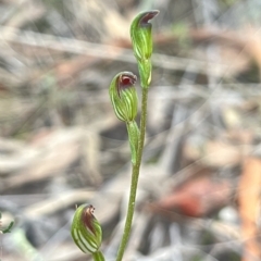 Speculantha rubescens at Aranda, ACT - suppressed