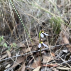 Eriochilus cucullatus (Parson's Bands) at Aranda Bushland - 2 Apr 2023 by dgb900