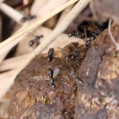 Parapalaeosepsis plebeia (Ant fly) at Dryandra St Woodland - 31 Jan 2023 by ConBoekel