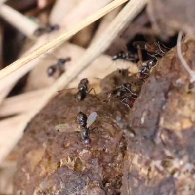 Parapalaeosepsis plebeia (Ant fly) at O'Connor, ACT - 31 Jan 2023 by ConBoekel