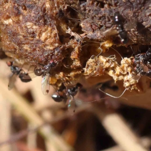 Parapalaeosepsis plebeia at O'Connor, ACT - 31 Jan 2023