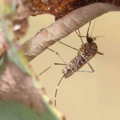 Aedes sp. (genus) (Mosquito) at Dryandra St Woodland - 31 Jan 2023 by ConBoekel