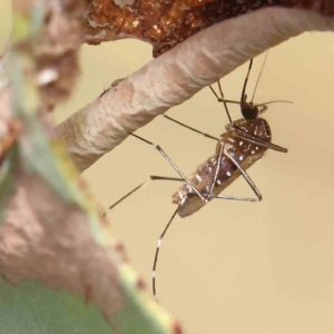 Aedes sp. (genus) at O'Connor, ACT - 31 Jan 2023