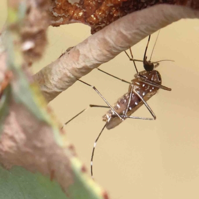 Aedes sp. (genus) (Mosquito) at Dryandra St Woodland - 31 Jan 2023 by ConBoekel