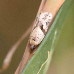 Isochorista ranulana (A Tortricid moth) at Dryandra St Woodland - 31 Jan 2023 by ConBoekel