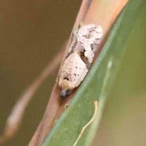 Isochorista ranulana at O'Connor, ACT - 31 Jan 2023 12:31 PM