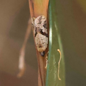 Isochorista ranulana at O'Connor, ACT - 31 Jan 2023 12:31 PM