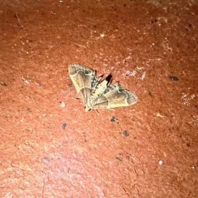 Pyralis farinalis (Meal Moth) at Aranda, ACT - 3 Apr 2023 by KMcCue