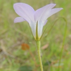 Wahlenbergia stricta subsp. stricta (Tall Bluebell) at Bruce Ridge to Gossan Hill - 30 Oct 2022 by michaelb