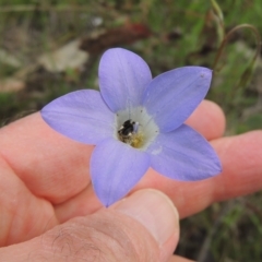 Wahlenbergia stricta subsp. stricta at Bruce, ACT - 30 Oct 2022