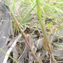 Wahlenbergia stricta subsp. stricta at Bruce, ACT - 30 Oct 2022