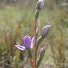 Thelymitra sp. (A Sun Orchid) at Flea Bog Flat, Bruce - 30 Oct 2022 by michaelb
