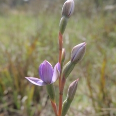 Thelymitra (Genus) (Sun Orchid) at Bruce, ACT - 30 Oct 2022 by MichaelBedingfield