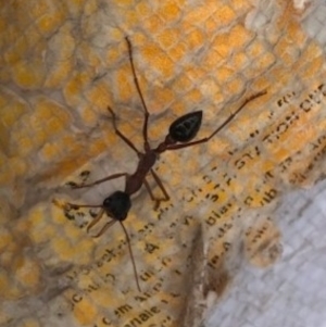 Myrmecia nigriceps at Watson, ACT - 4 Apr 2023 11:38 AM