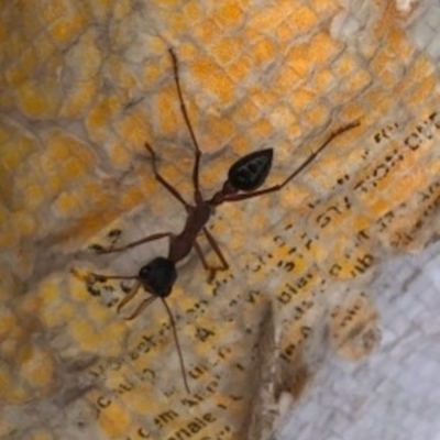 Myrmecia pyriformis (A Bull ant) at Mount Majura - 4 Apr 2023 by abread111