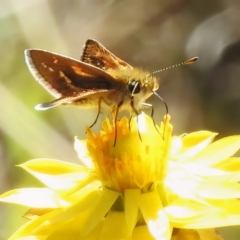 Taractrocera papyria (White-banded Grass-dart) at McQuoids Hill - 4 Apr 2023 by JohnBundock