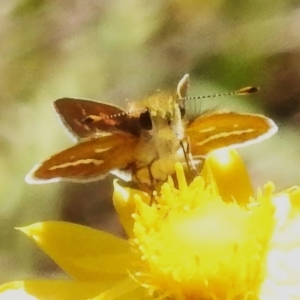 Taractrocera papyria at Stromlo, ACT - 4 Apr 2023