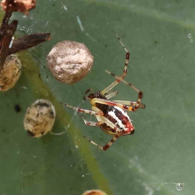 Theridion pyramidale (Tangle-web spider) at Dryandra St Woodland - 31 Jan 2023 by ConBoekel
