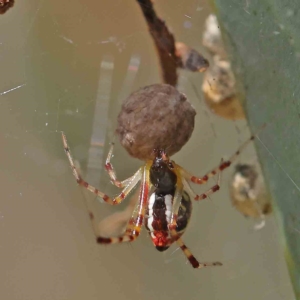 Theridion pyramidale at O'Connor, ACT - 31 Jan 2023 12:04 PM