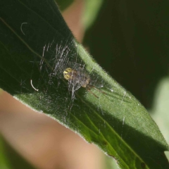 Deliochus sp. (genus) (A leaf curling spider) at Dryandra St Woodland - 31 Jan 2023 by ConBoekel