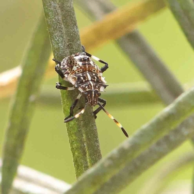 Pentatomidae (family) (Shield or Stink bug) at Dryandra St Woodland - 31 Jan 2023 by ConBoekel