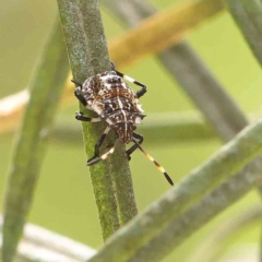 Pentatomidae (family) (Shield or Stink bug) at Dryandra St Woodland - 31 Jan 2023 by ConBoekel