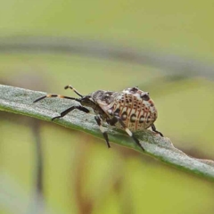 Pentatomidae (family) at O'Connor, ACT - 31 Jan 2023