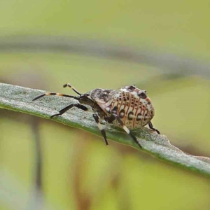 Pentatomidae (family) at O'Connor, ACT - 31 Jan 2023 12:09 PM