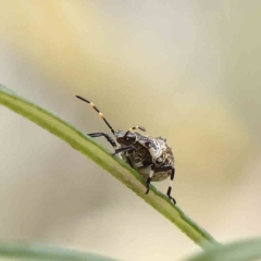 Pentatomidae (family) at O'Connor, ACT - 31 Jan 2023