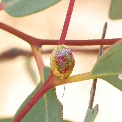 Paropsisterna fastidiosa (Eucalyptus leaf beetle) at O'Connor, ACT - 31 Jan 2023 by ConBoekel