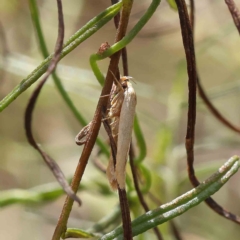 Eochrois callianassa at Dryandra St Woodland - 31 Jan 2023 by ConBoekel