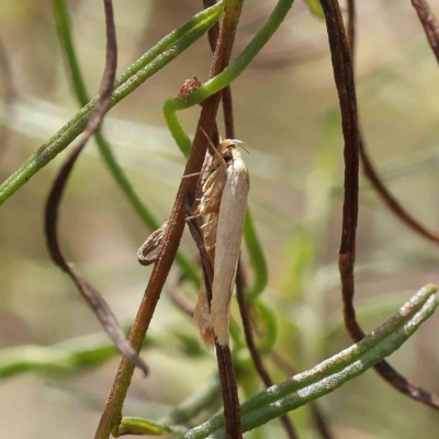 Unidentified Concealer moth (Oecophoridae) at O'Connor, ACT - 31 Jan 2023 by ConBoekel