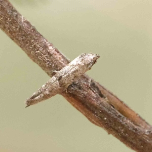 Epermenia exilis at O'Connor, ACT - 31 Jan 2023