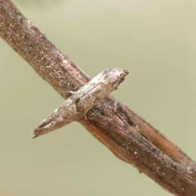 Epermenia exilis (Shark Moth (family Epermeniidae)) at Dryandra St Woodland - 31 Jan 2023 by ConBoekel