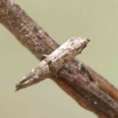 Epermenia exilis at O'Connor, ACT - 31 Jan 2023