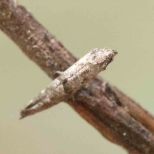 Epermenia exilis at O'Connor, ACT - 31 Jan 2023