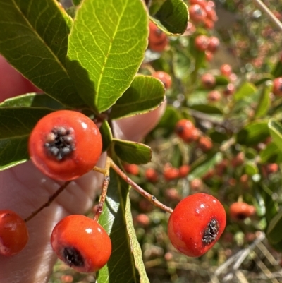 Pyracantha crenulata (Firethorn) at Aranda Bushland - 4 Apr 2023 by lbradley