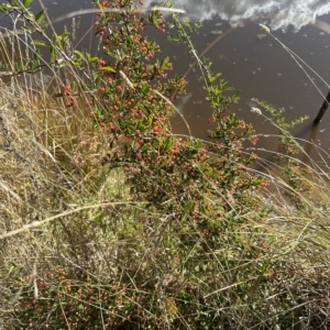 Pyracantha crenulata at Molonglo Valley, ACT - 4 Apr 2023