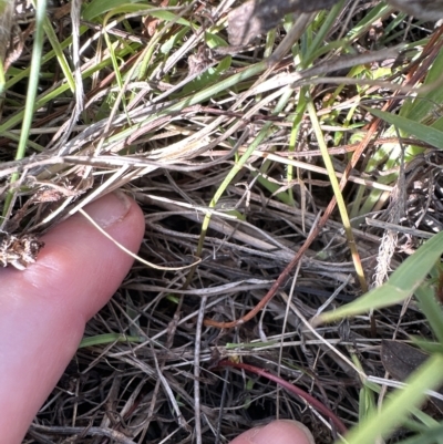 Haloragis heterophylla (Variable Raspwort) at Aranda Bushland - 4 Apr 2023 by lbradley