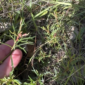 Haloragis heterophylla at Aranda, ACT - 4 Apr 2023 03:29 PM