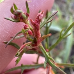 Haloragis heterophylla at Molonglo Valley, ACT - 4 Apr 2023