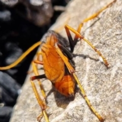 Apocrita (suborder) (Unidentified wasp) at Paddys River, ACT - 12 Mar 2023 by jac