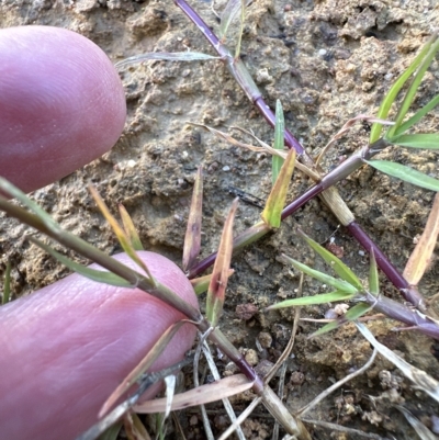 Cynodon dactylon (Couch Grass) at Aranda, ACT - 4 Apr 2023 by lbradley