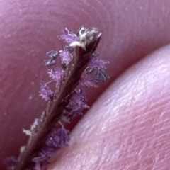 Cynodon dactylon at Molonglo Valley, ACT - 4 Apr 2023